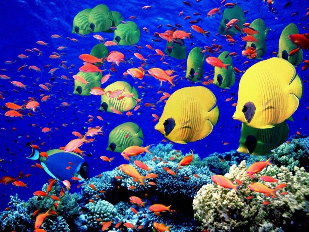 Turtle And Fishes Wallpaper 12 X 768