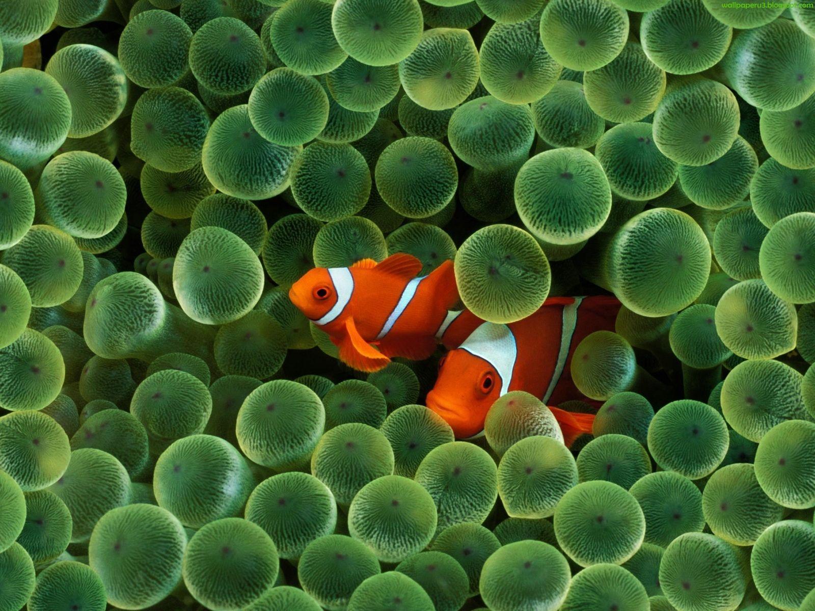 wallpaper: Fishes Wallpaper 2