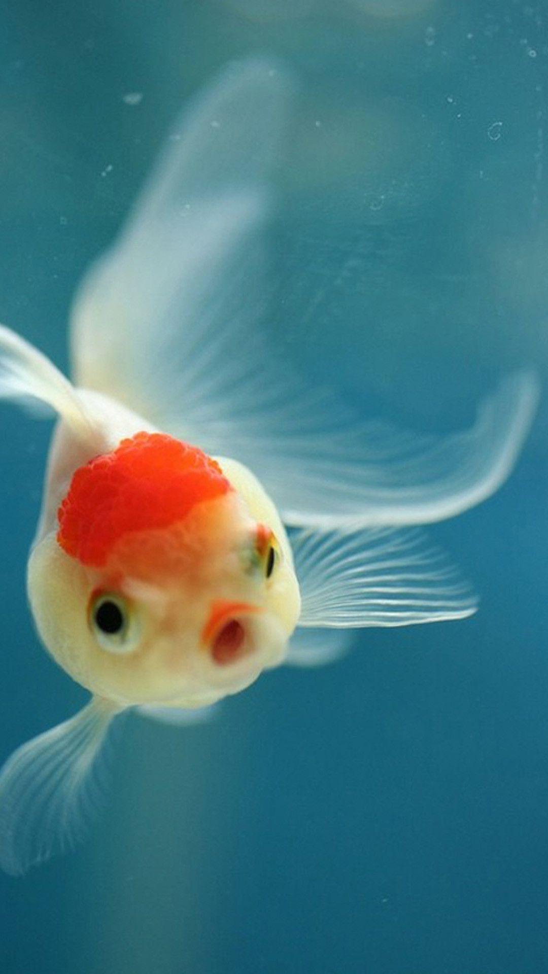 Red Fish Wallpaper