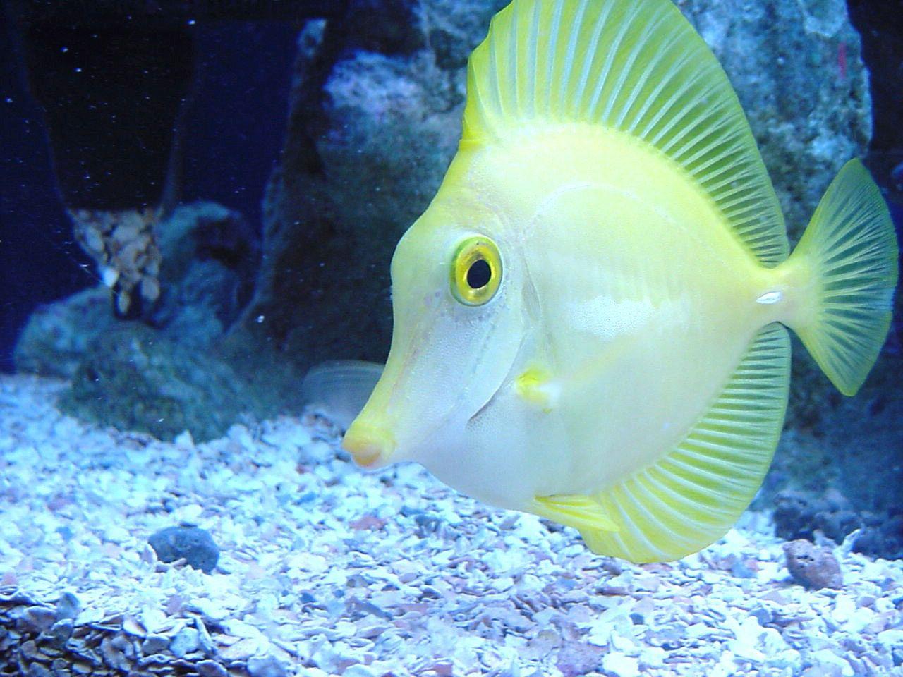 Beautiful【Fish】Facts & Photo Colorful Wallpaper