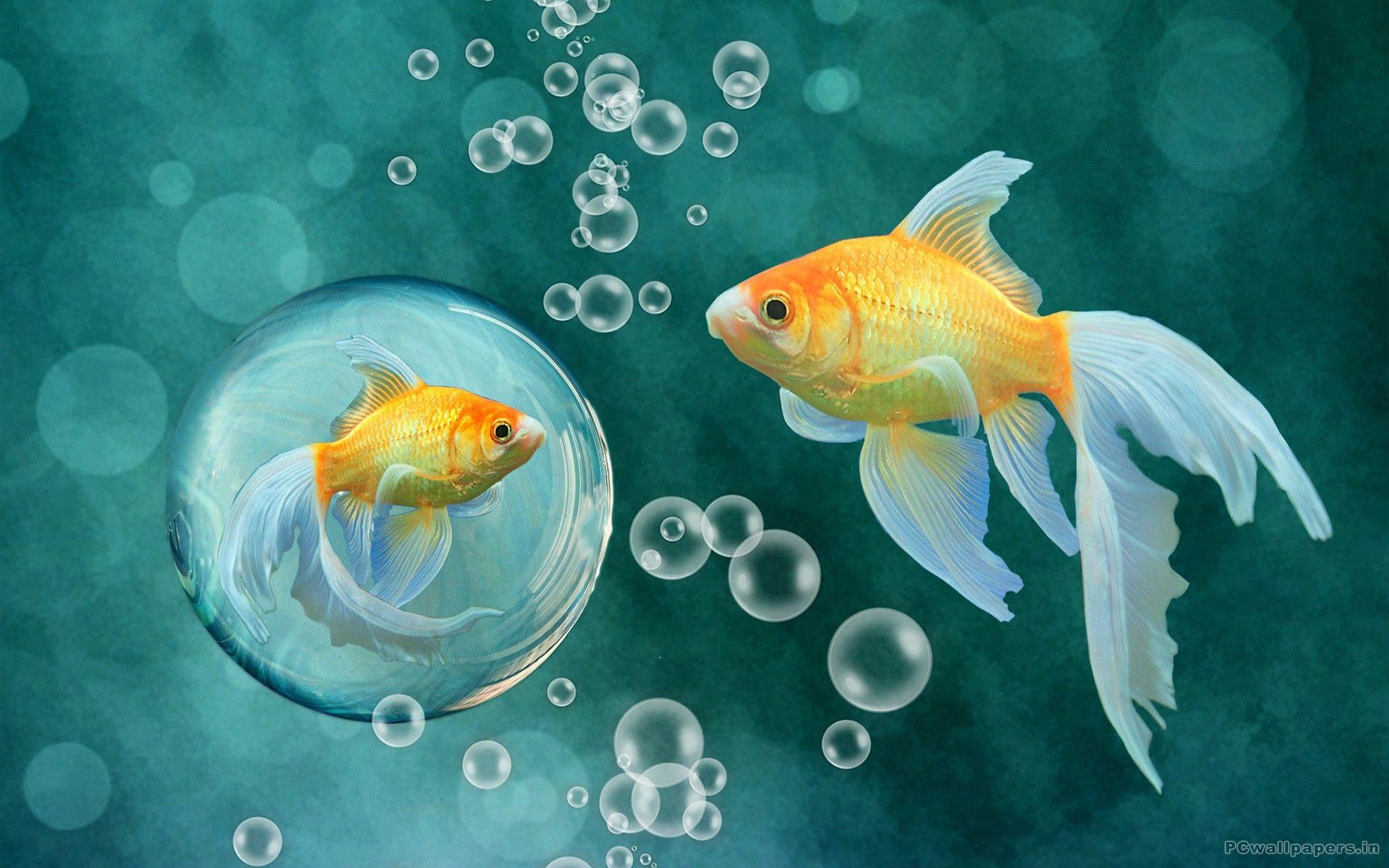 Fish Wallpaper 1 X 1200