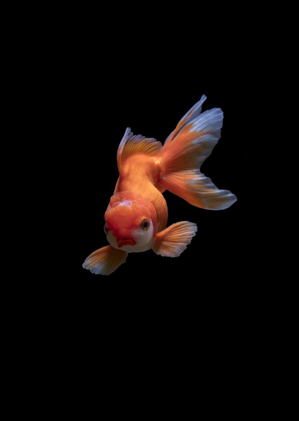 Goldfish Picture. Download Free Image
