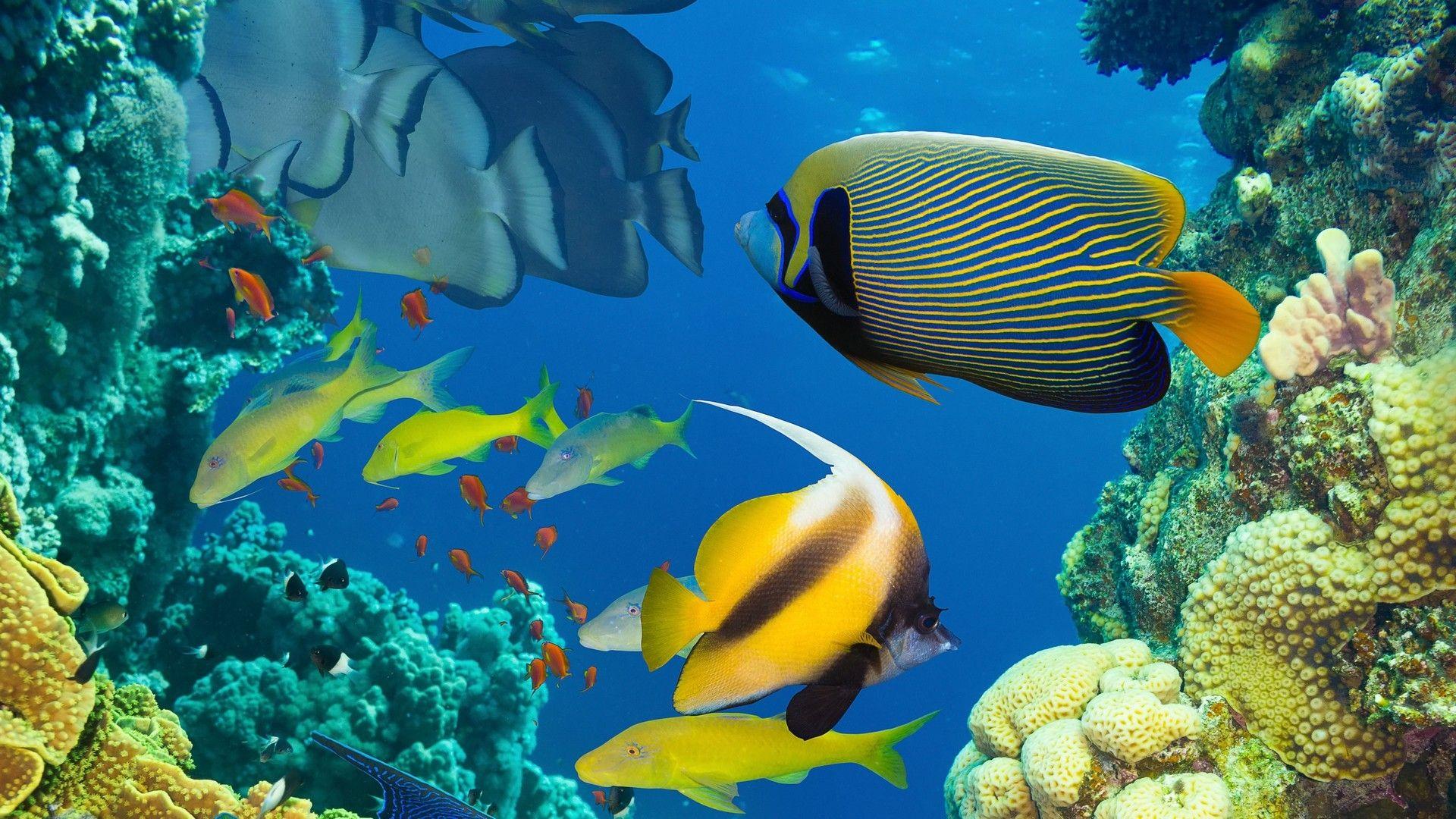 Tropical Fish Wallpaper background picture