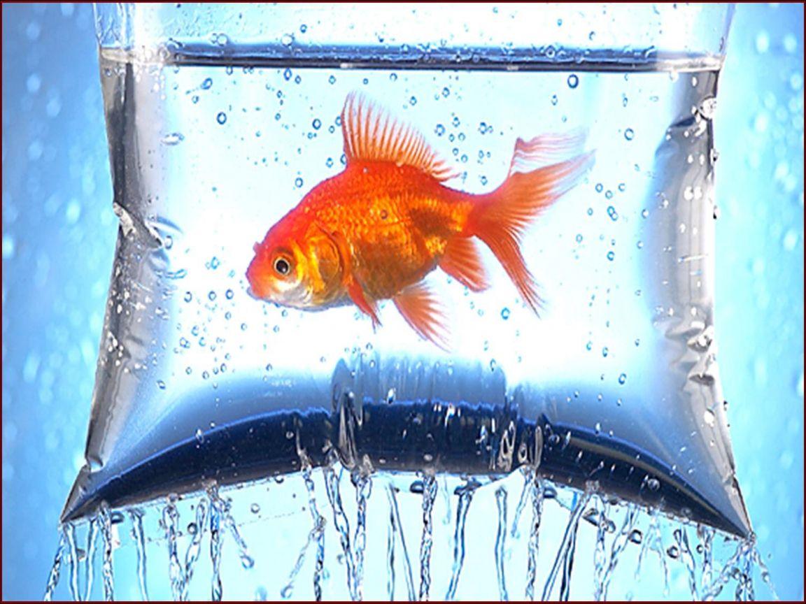 Fish Wallpaper Fish Water HD Wallpaper. Best HD