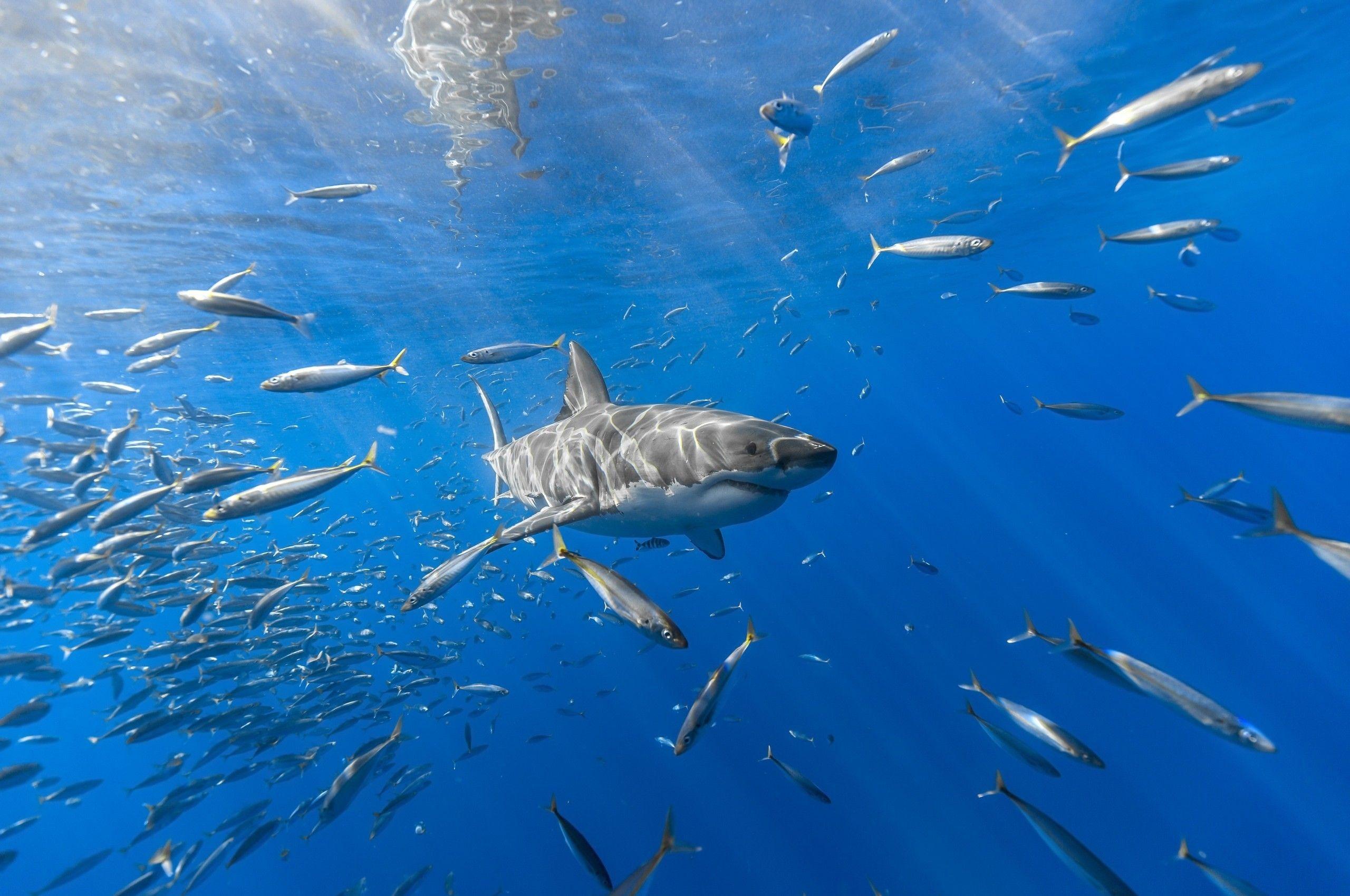 Download 2560x1700 Shark, Underwater, Fishes Wallpaper