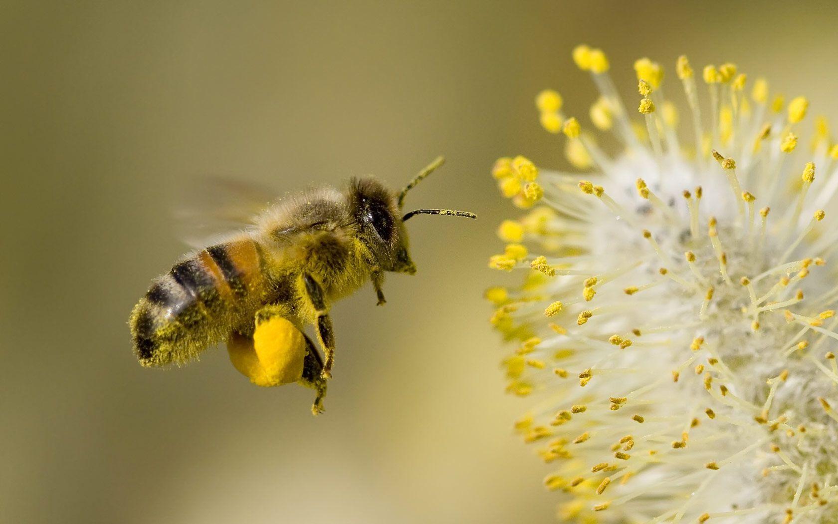Desktop wallpaper of a worker Bee hovering while collecting pollen