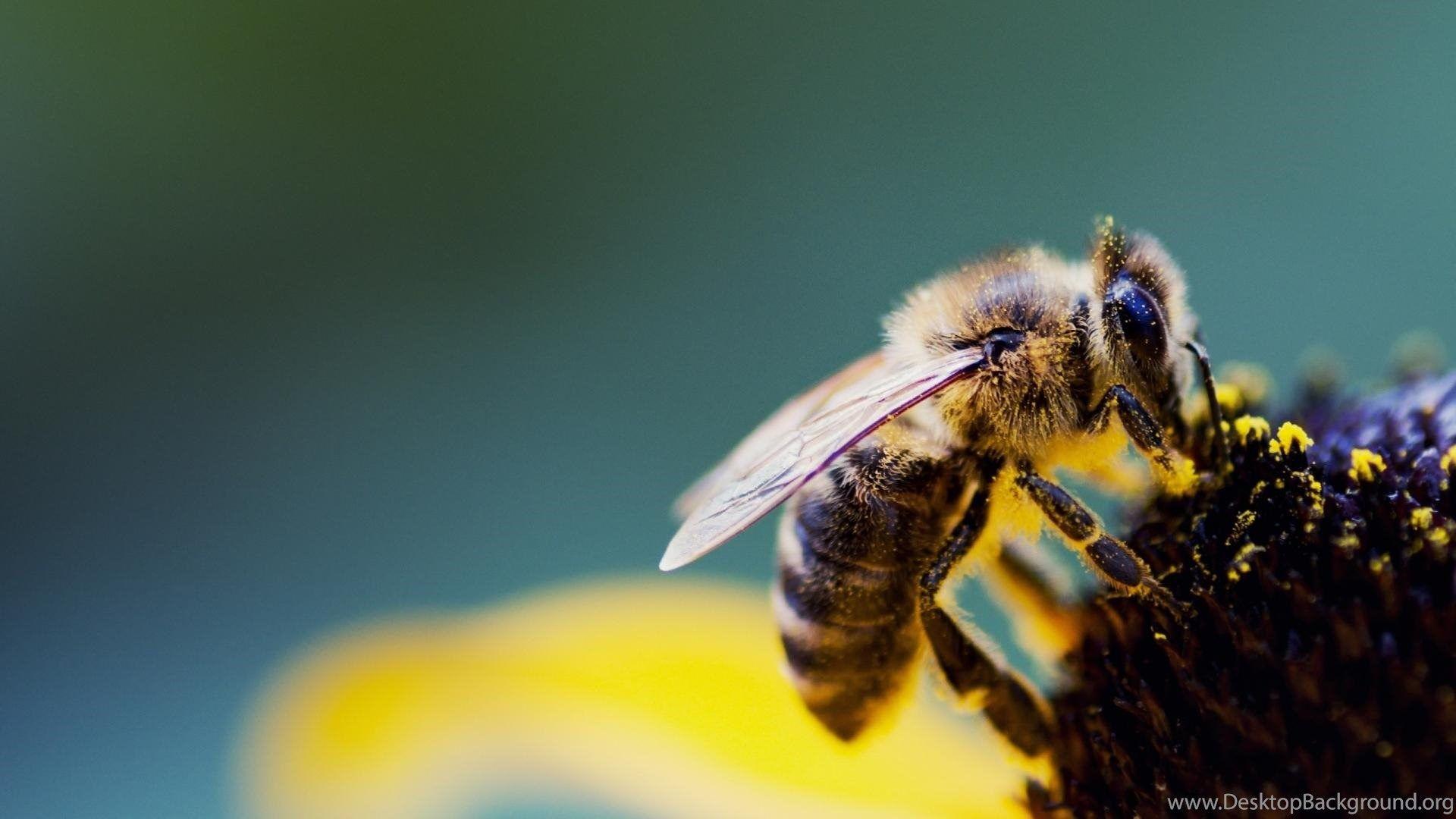 Bees Pollen Wallpaper Desktop Background