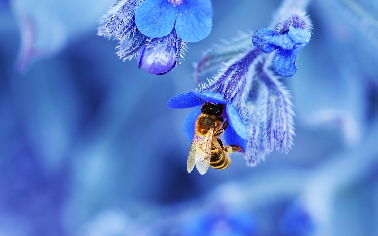 Bee Wallpaper Cute and Docile