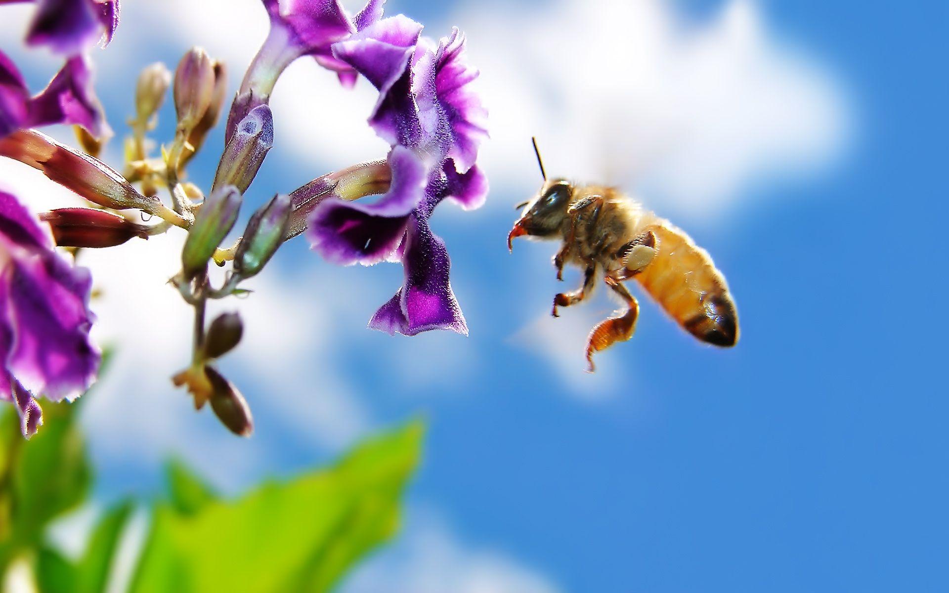 Bee on Flower Widescreen Wallpaper in jpg format for free download
