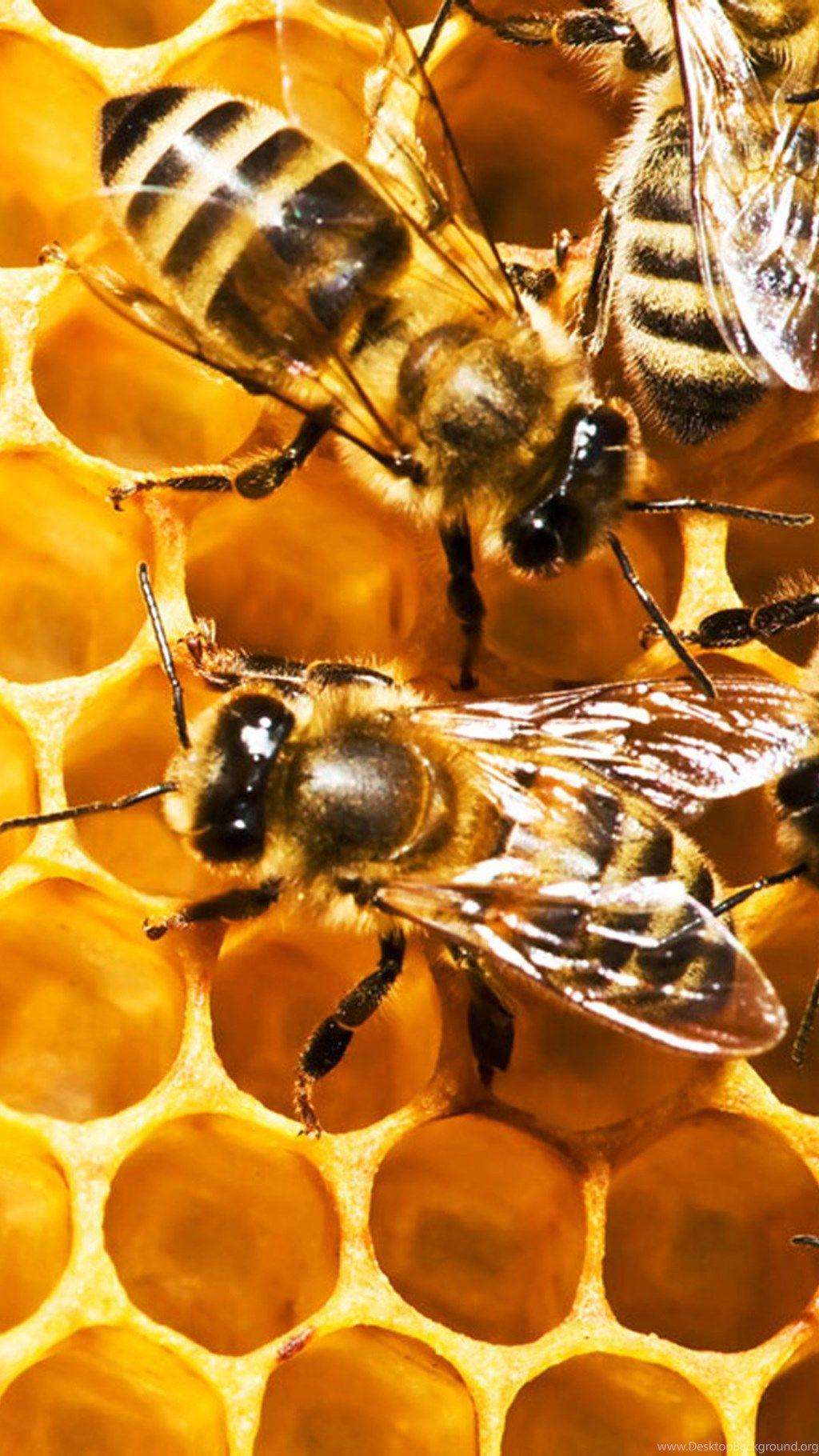 Bees And Honeycomb Galaxy S4 Wallpaper Desktop Background