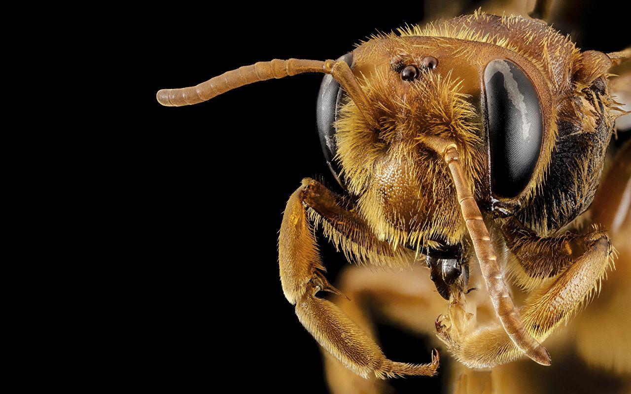 Wallpaper Bees Insects Macro photography Closeup Animals Black