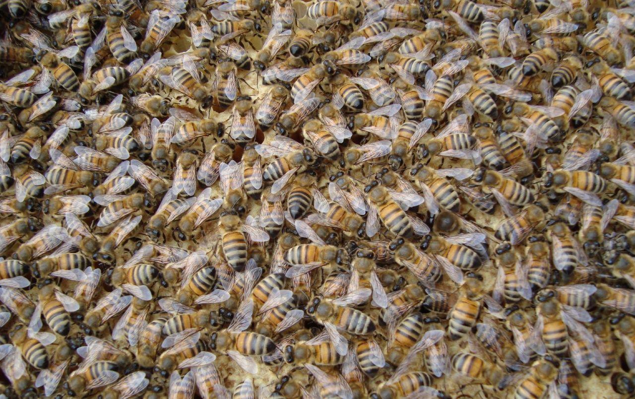 Bees wallpaper. Bees