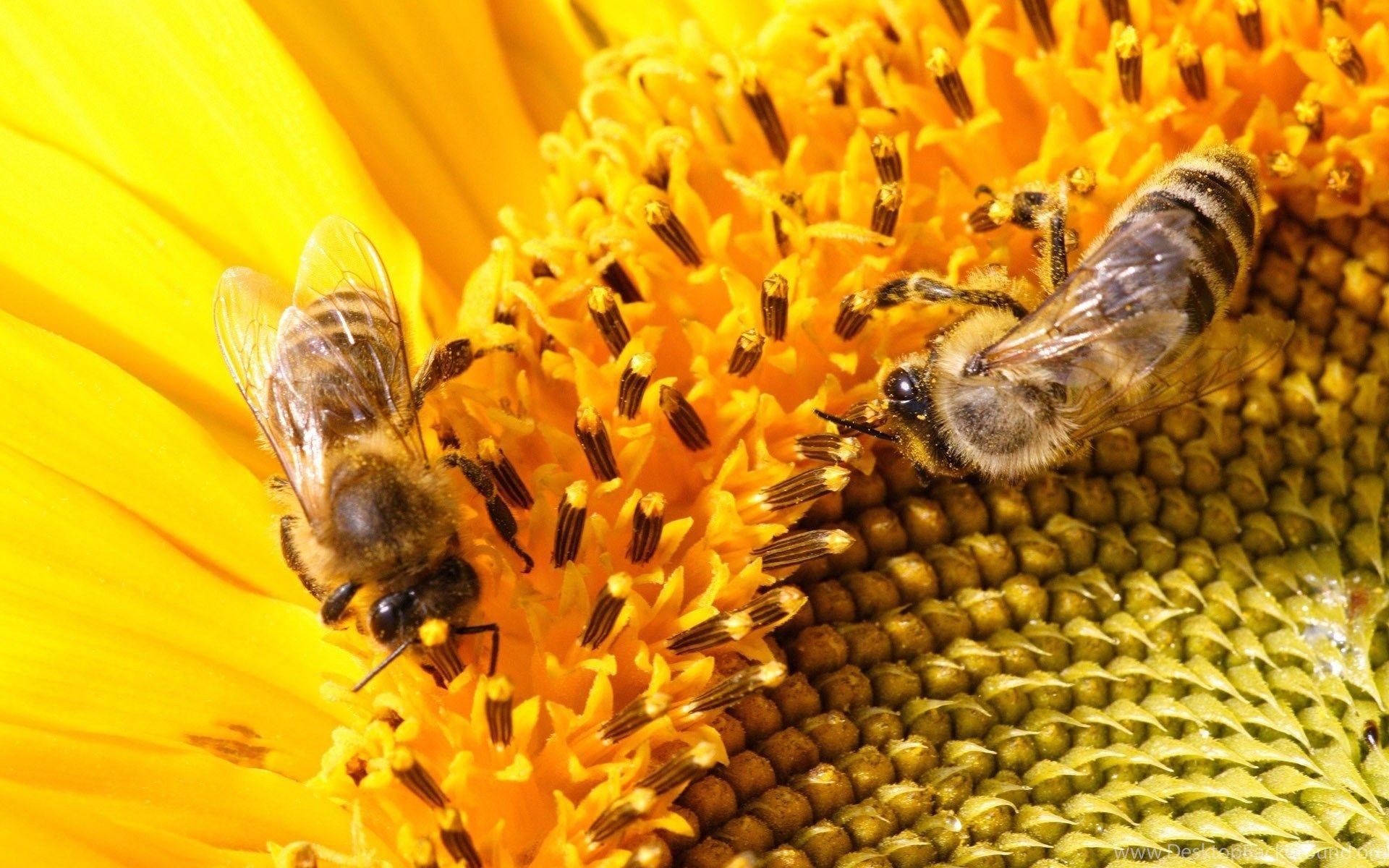 Bees Wallpaper Desktop Background