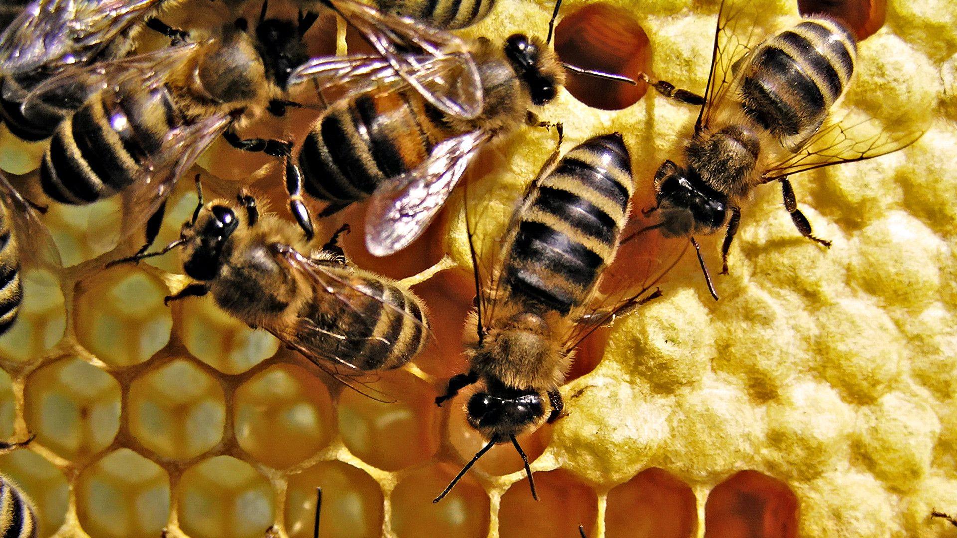 Bees, honeycombs and honey Wallpaper