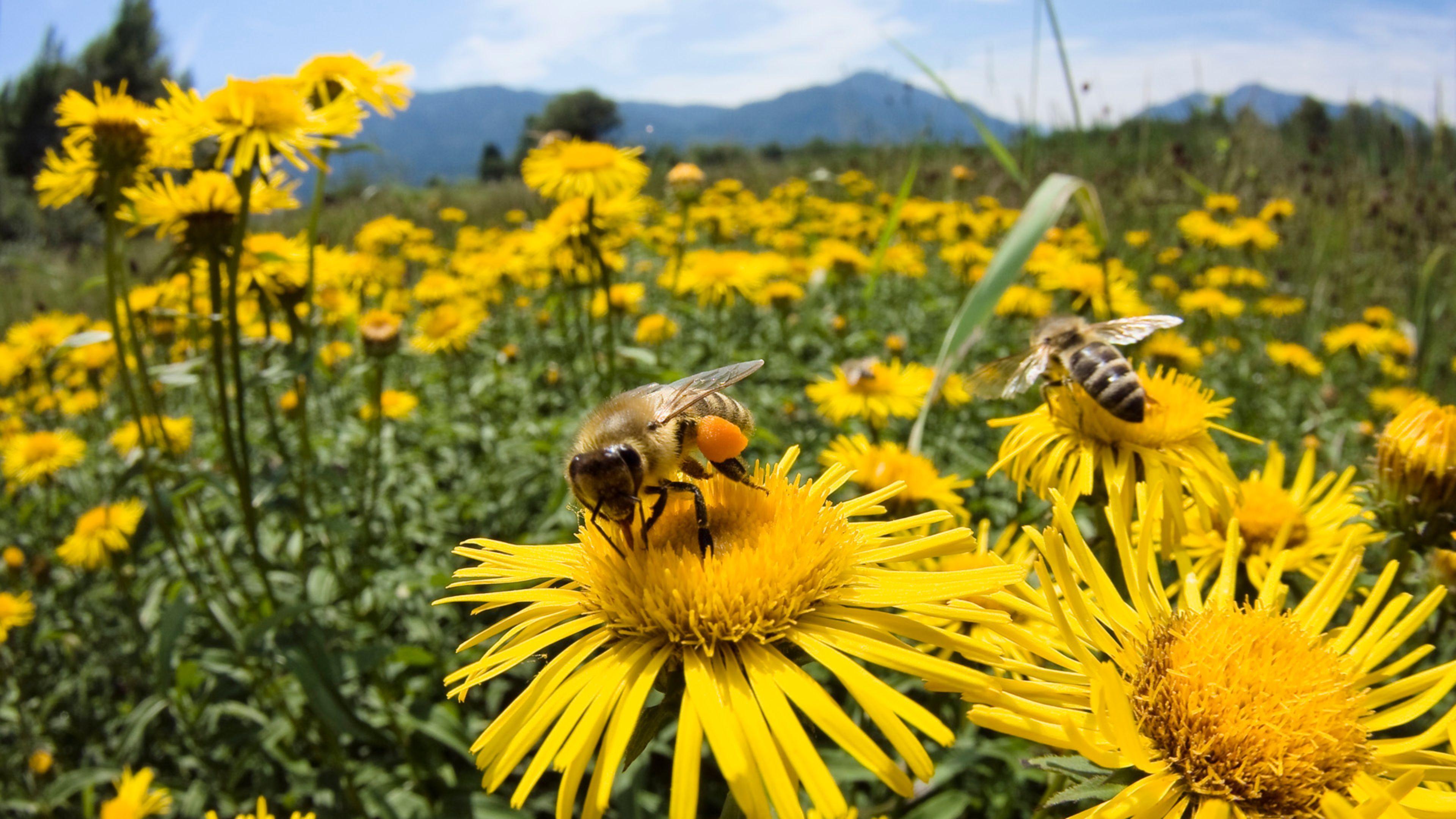 Free photo: Bees on Sunflower, Sunflower, Petals