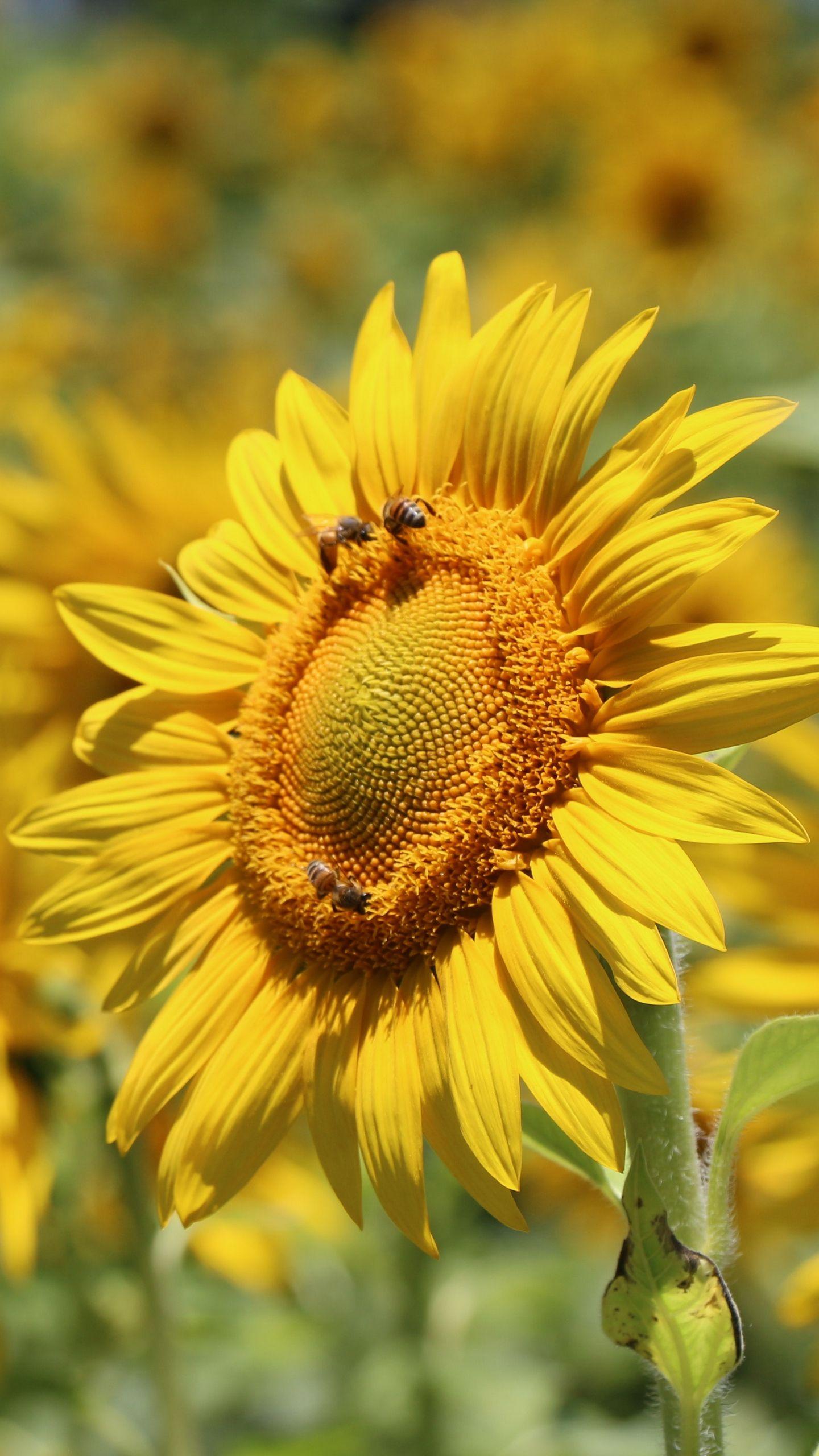 Download wallpaper 1440x2560 sunflower, bees, pollination, yellow