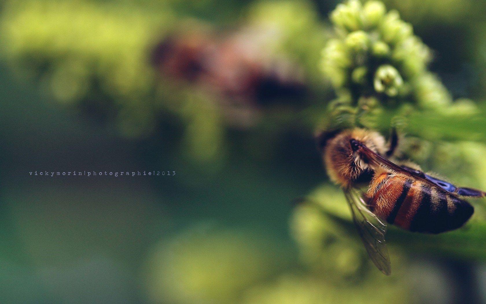 Cute Bees Wallpaper Bees Wallpaper HD HD Desktop Wallpaper 4k HD