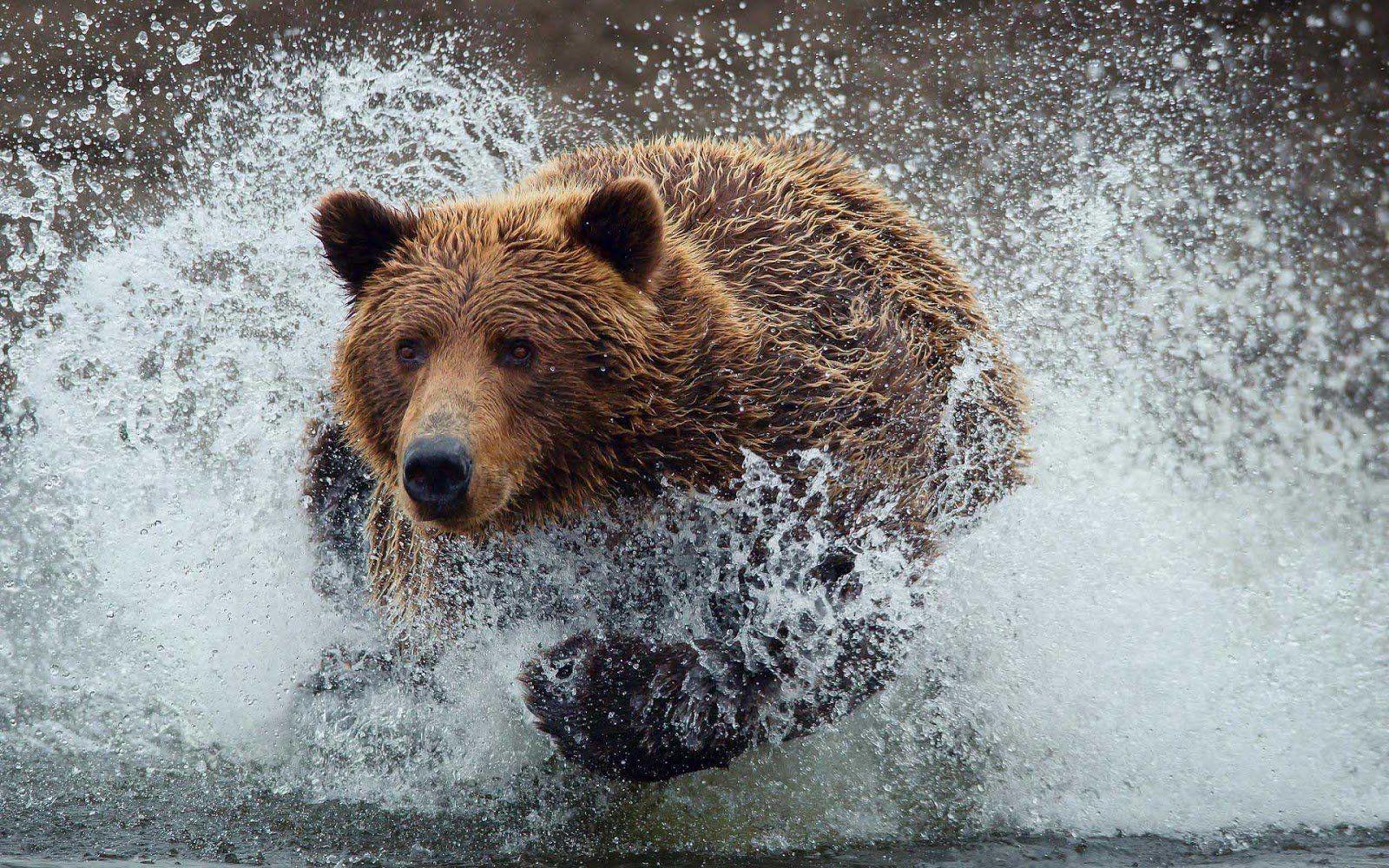 Wallpaper Of A Brown Bear Running Through Water Hd Bears Wallpaper