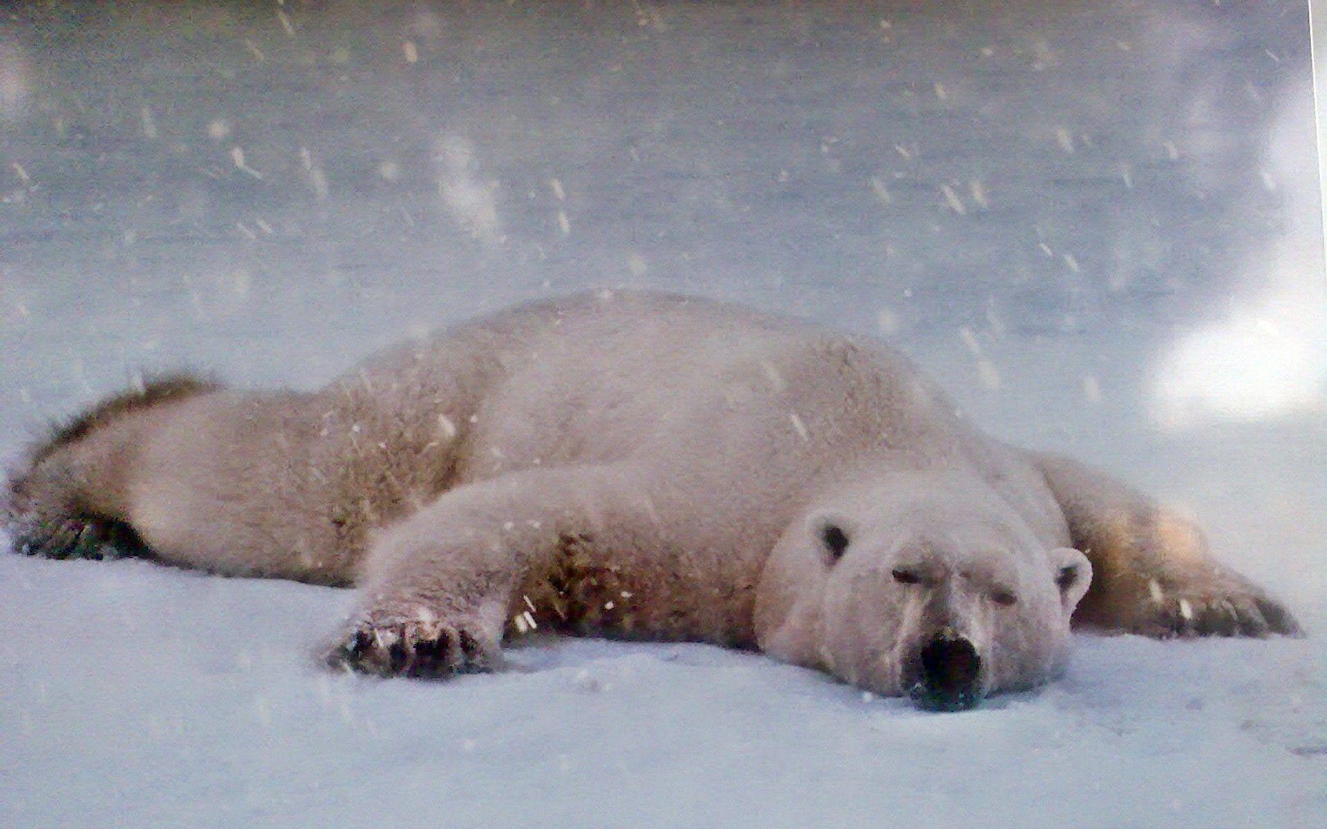 Animals polar bears wallpaper. PC