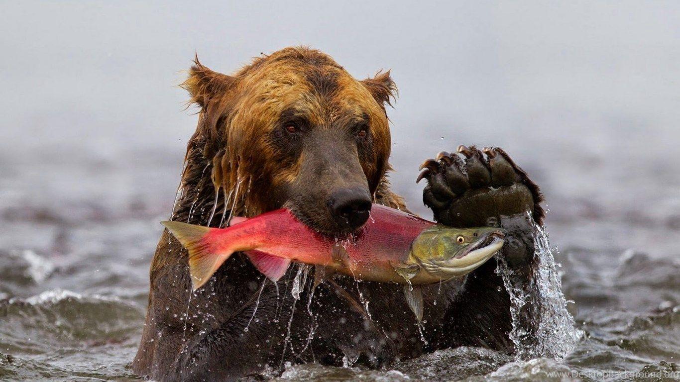 Grizzly Bears Wallpaper Desktop Background