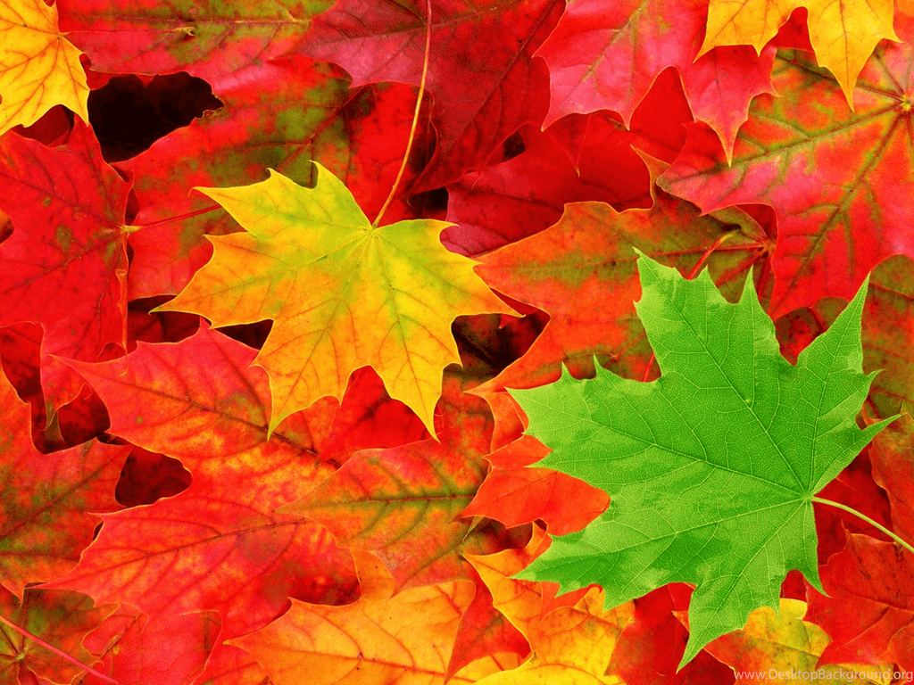 Pemandangan: Autumn Leaves Wallpaper Desktop Background
