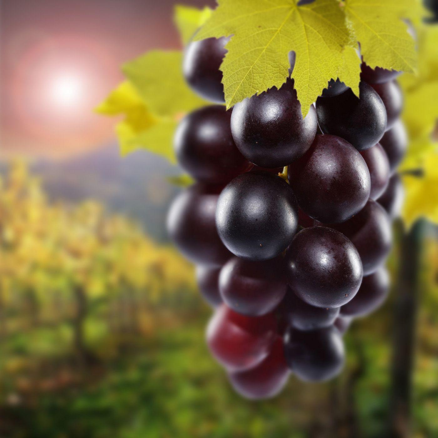 Purple Grapes HD Wallpaper, Background Image