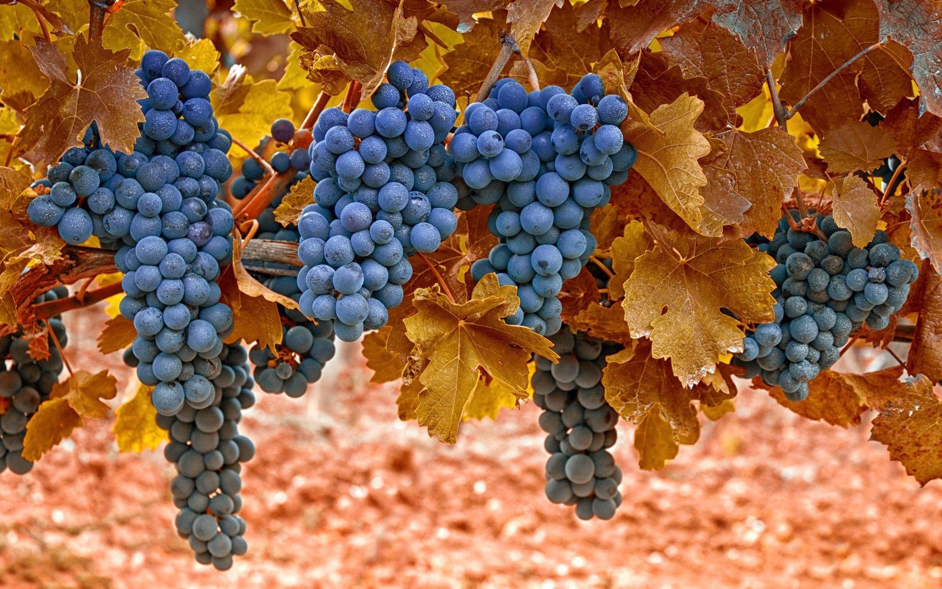 Wallpaper Harvest of purple grapes, yellow leaves 1920x1200 HD
