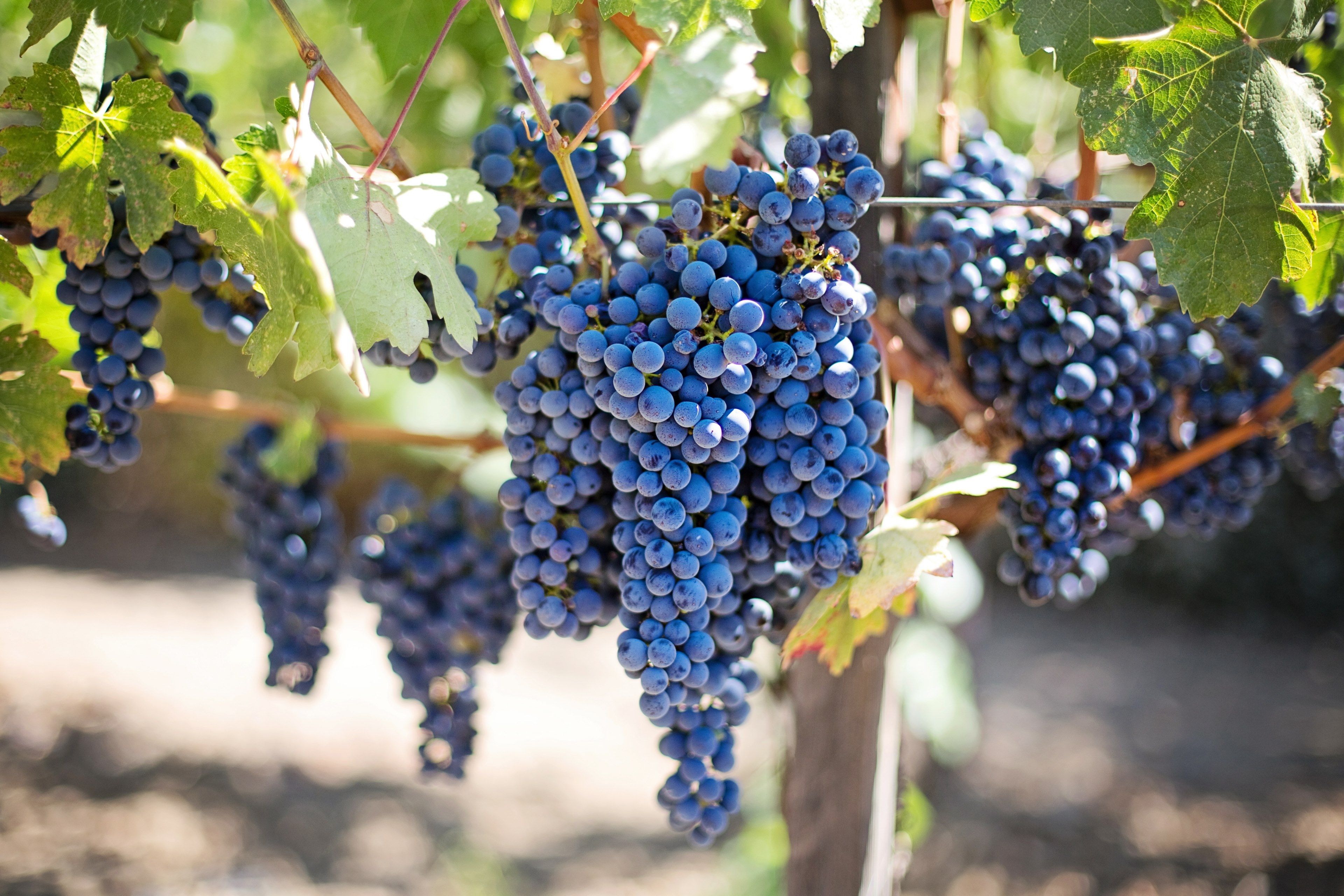 purple grapes #vineyard #napa valley #napa vineyard 4k wallpaper