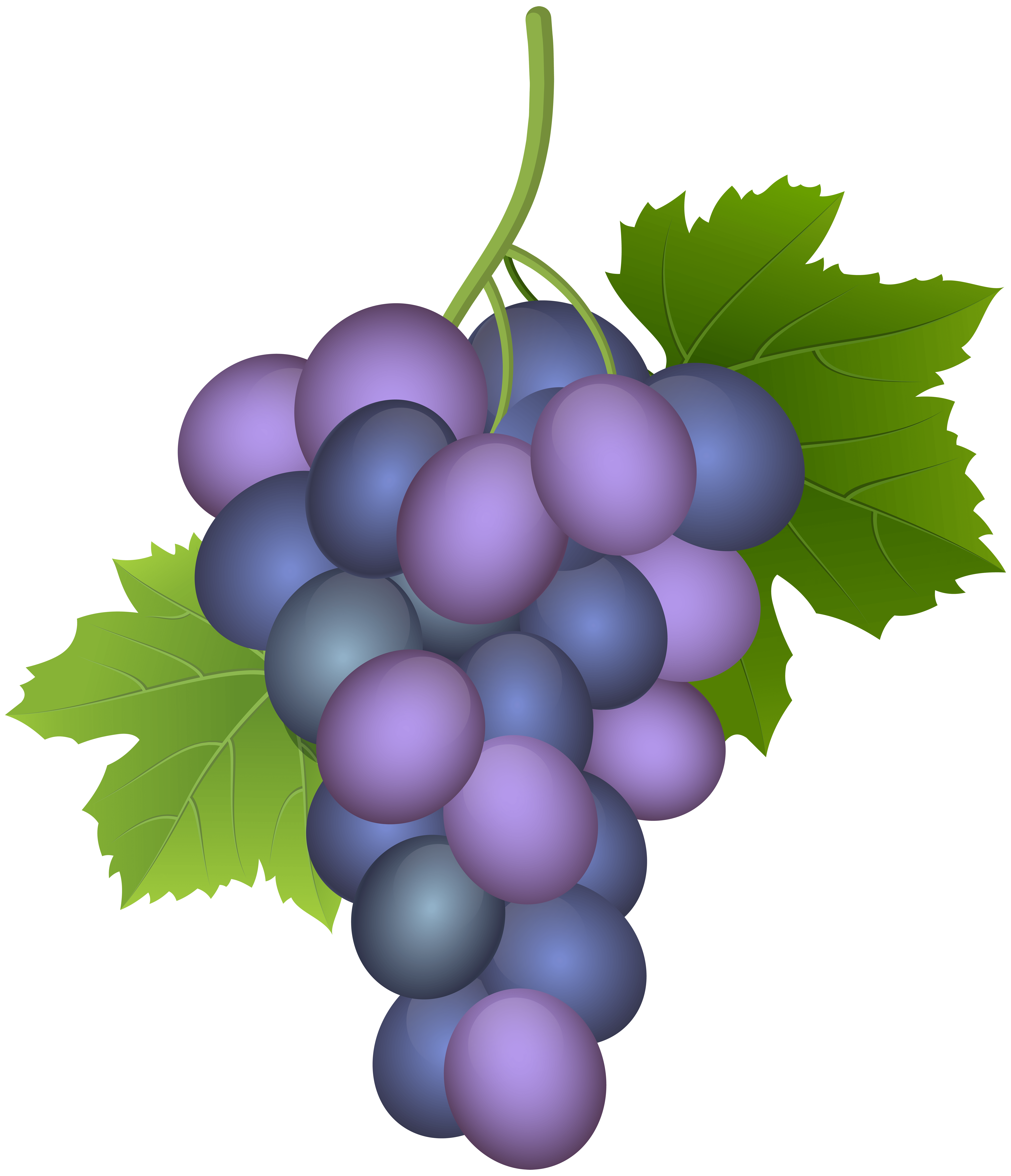 Purple Grape PNG Clip Art Image