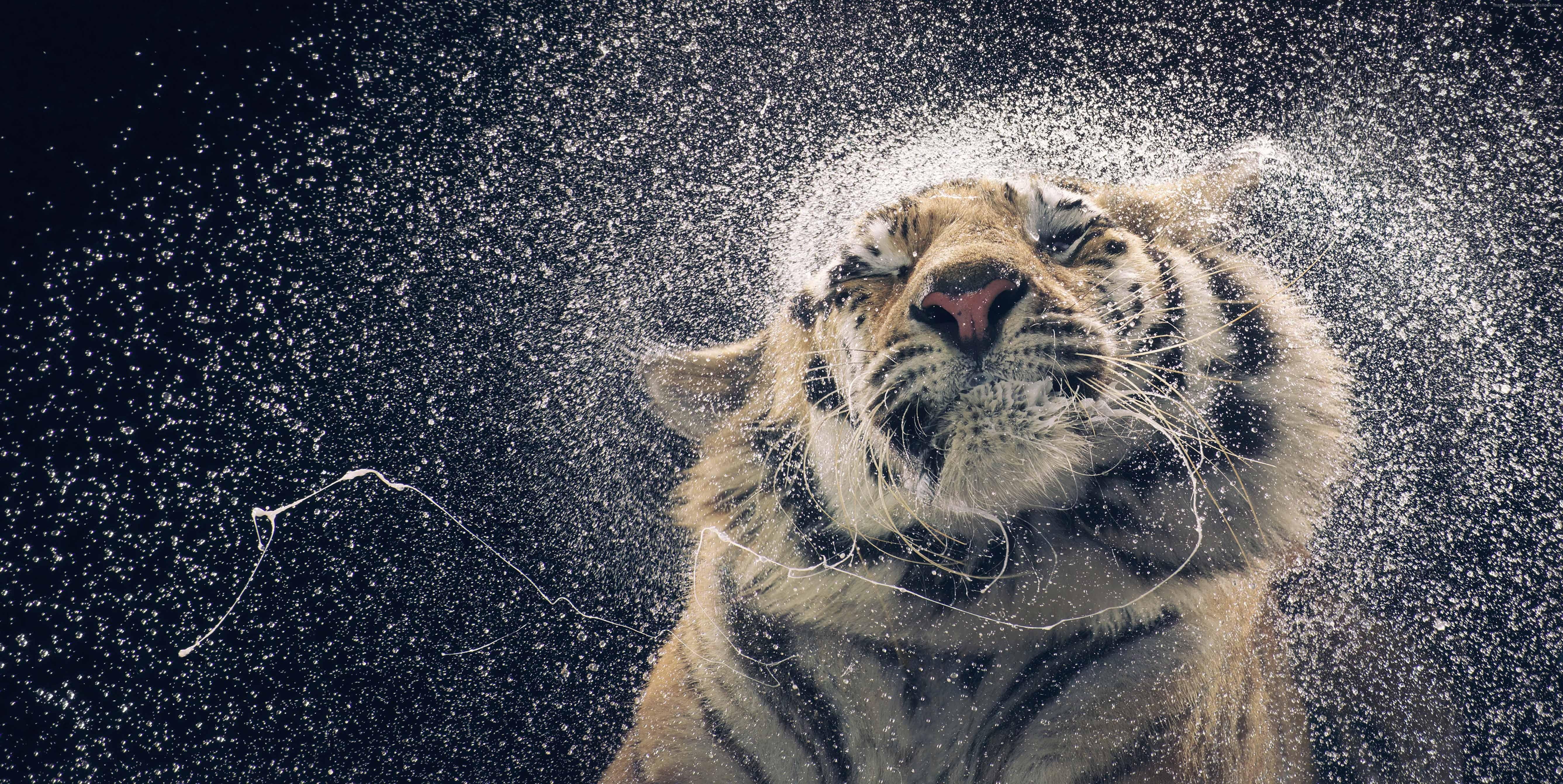 Wet Tiger Wild Animal 5K Wallpapers