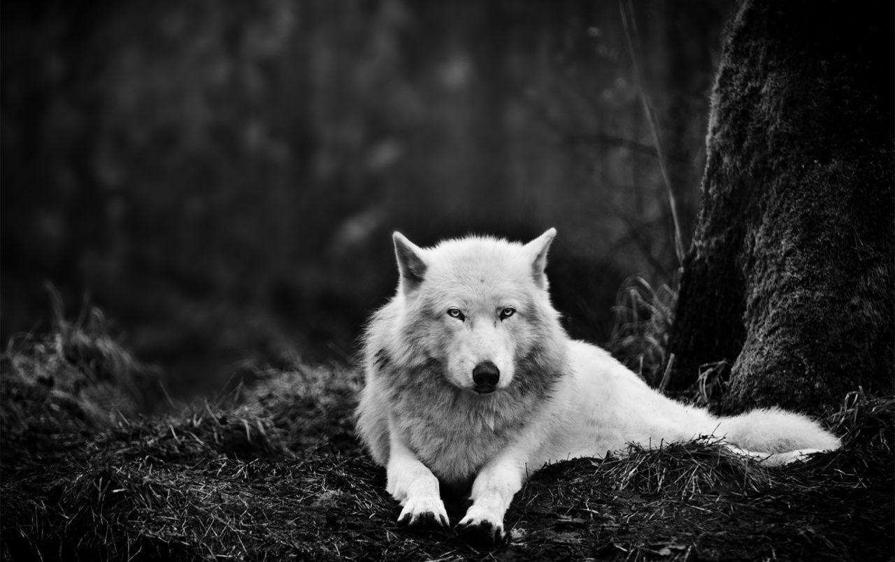 White Wolf in the Wild wallpaper. White Wolf in the Wild