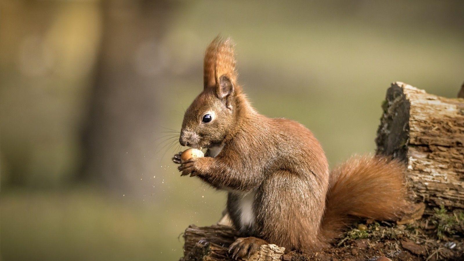 Download 1600x900 Squirrel, Eating, Rodent, Wood, Wild Wallpaper