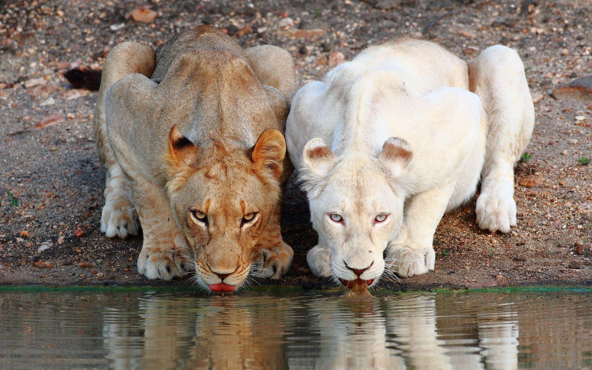 Download 1920x1200 Lions, White Lion, Thirsty, Predator, Tongue