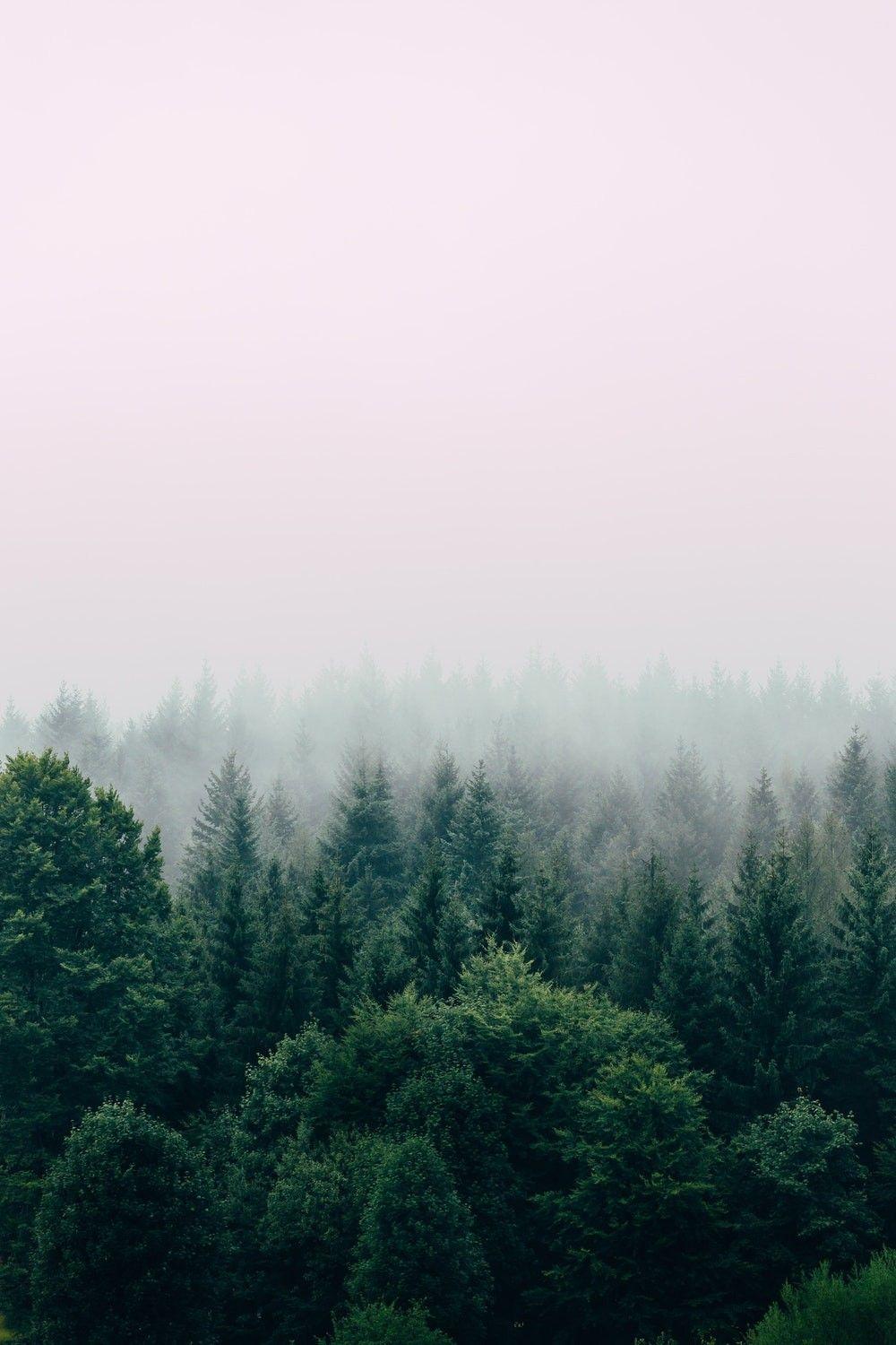Unique Trees forest Fog Misty Mist Wild Wallpaper