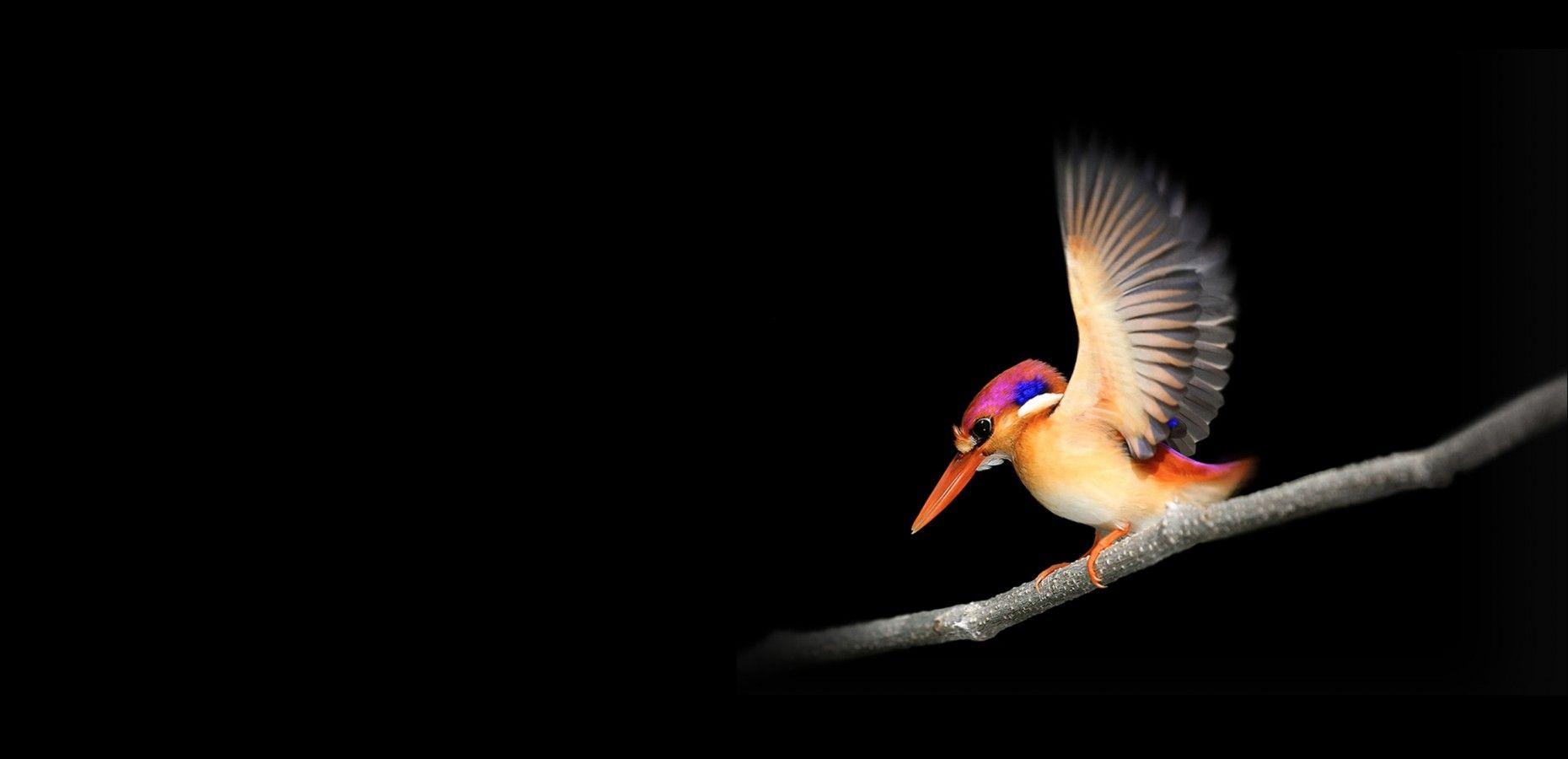 Download 1860x900 Woodpecker, Wings, Birds Wallpaper