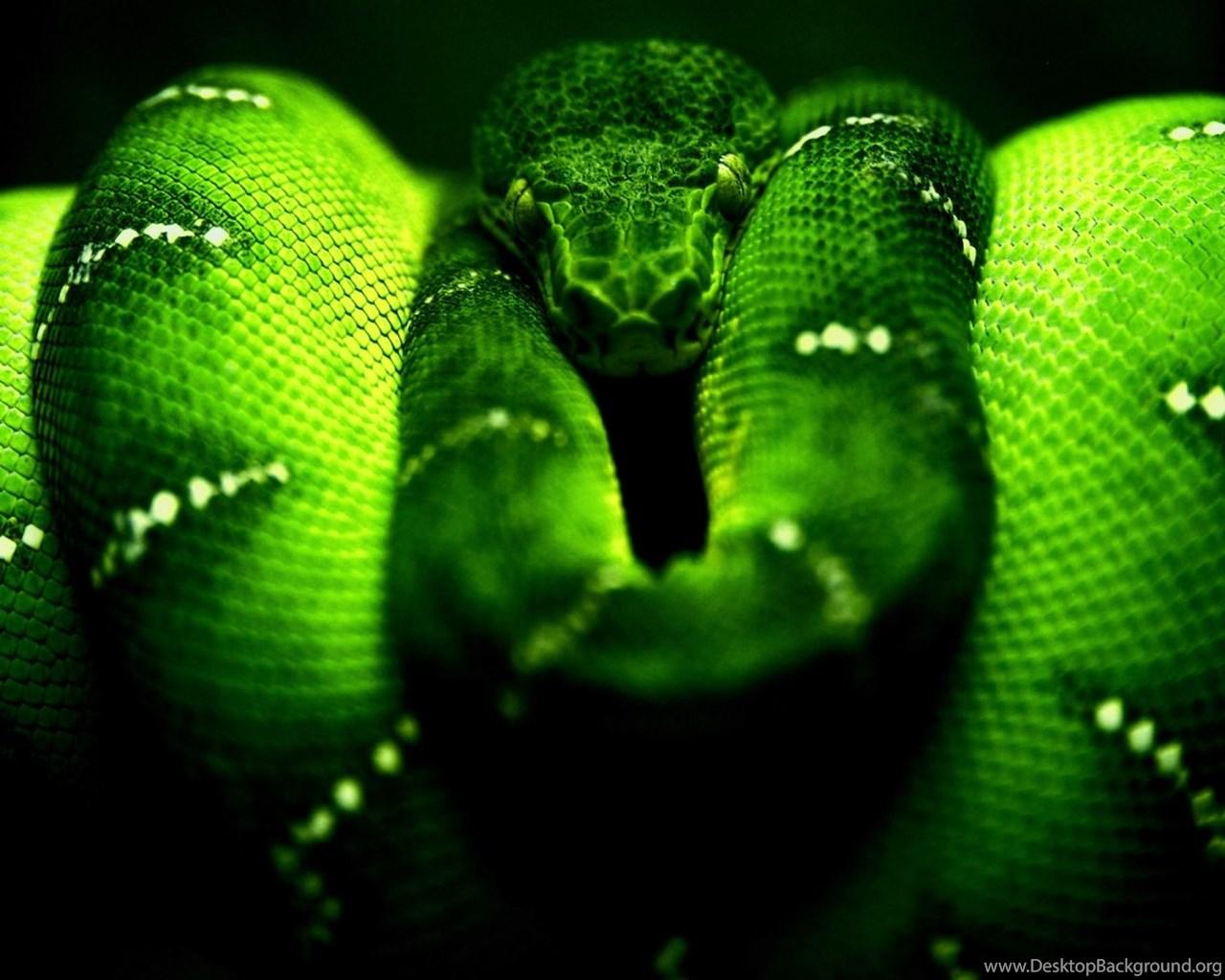 Green Cobra Snake HD Wallpaper Desktop Background