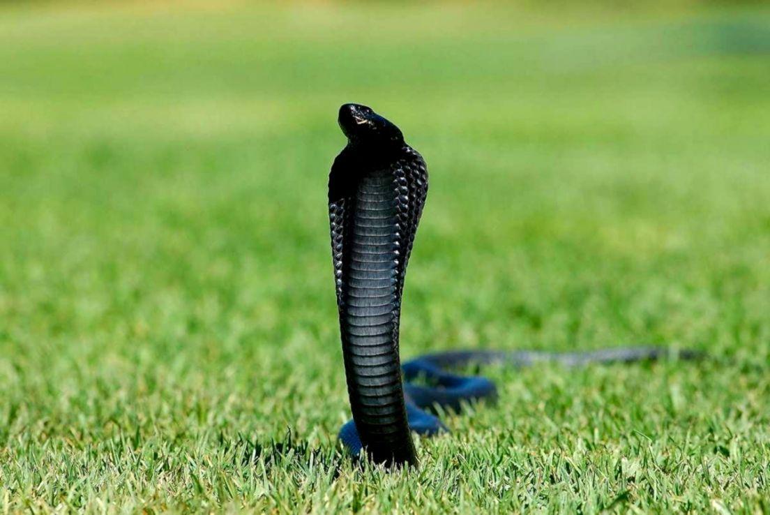 Black Cobra Snake Desktop Wallpaper In HD Free Download. Wallpaper