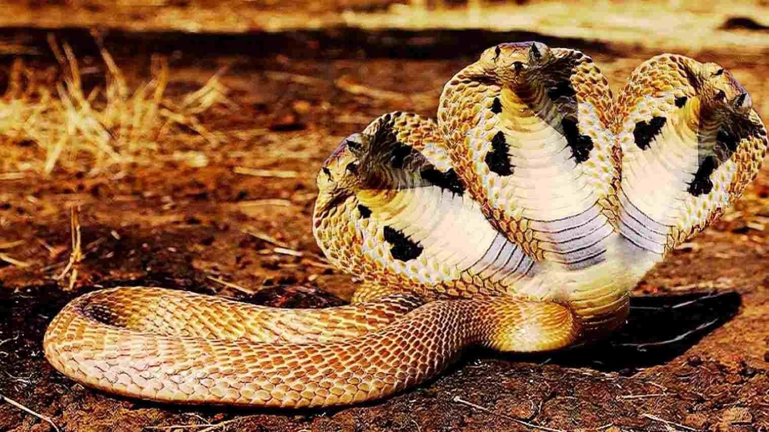 Download Great King Cobra Snake Wallpaper