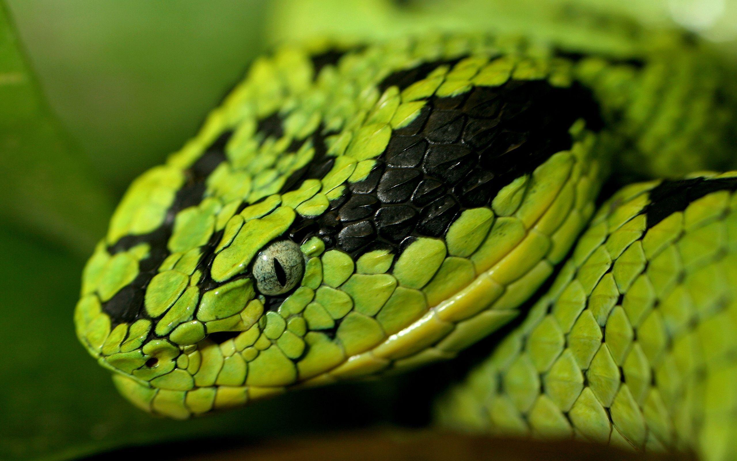 Colorful Snakes. Green Snake Head Wallpaper Picture Photo Image