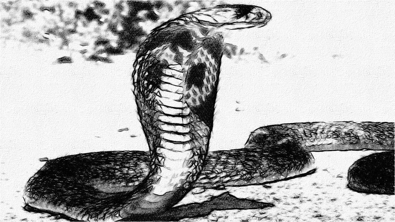 Cobra Snake Drawing Wallpaper 2 X 768