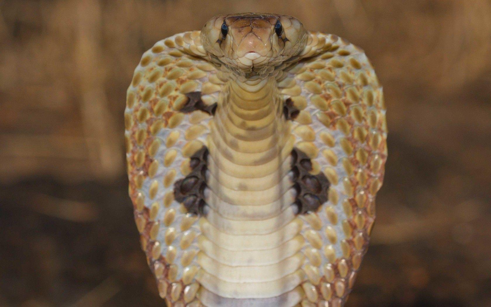 King Cobra HD Wallpaper , free download, (48)