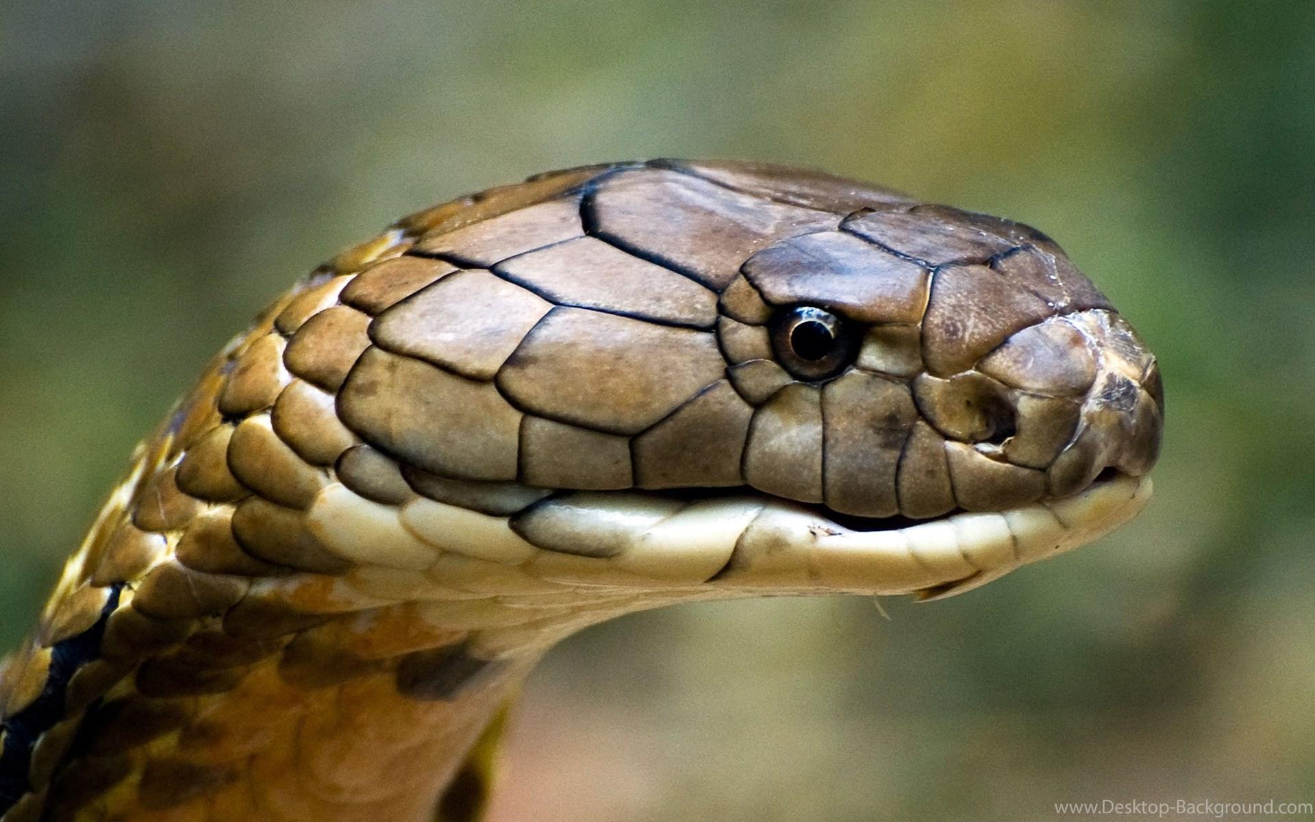 King Cobra New Wallpaper 1280x958px Desktop Background