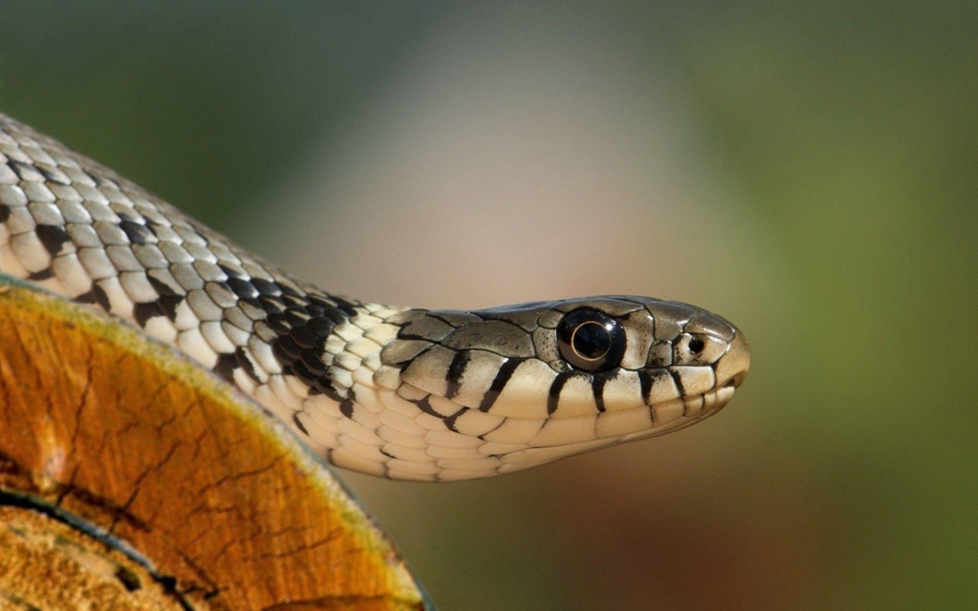 Nature eyes cobra animals snakes scales wallpaper