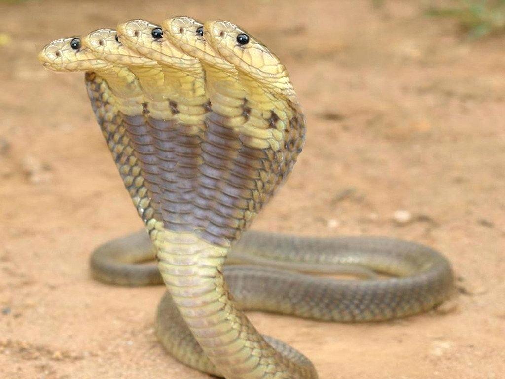 King Cobra Snake Image King Cobra Or King Cobra Snake Image