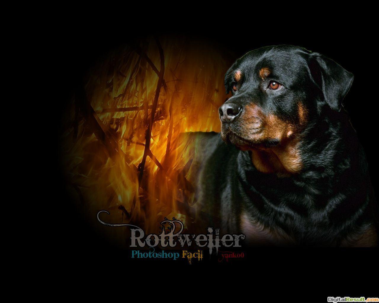 Rottweiler (Protruding tongue, Snow, Black）HD Dog Wallpaper