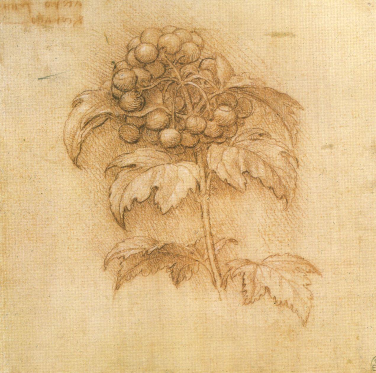 Leonardo Da Vinci Drawings. Leonardo da Vinci HD Drawings