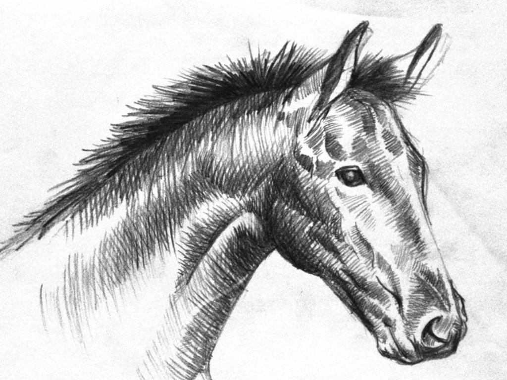 Animals Wallpaper: Black And White Horse Drawings