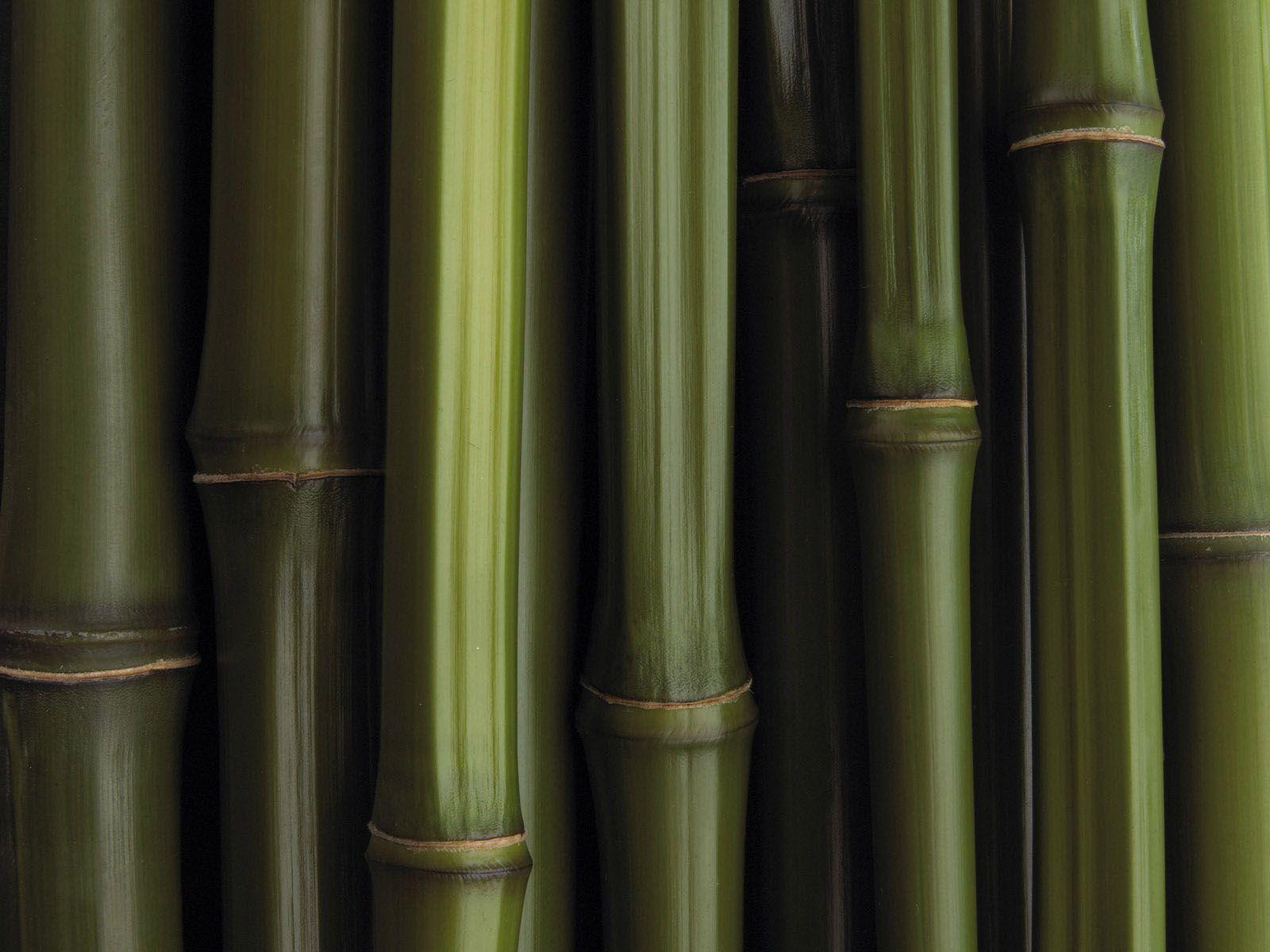 Bamboo Wallpaper. Art And Home Wallpaper HD