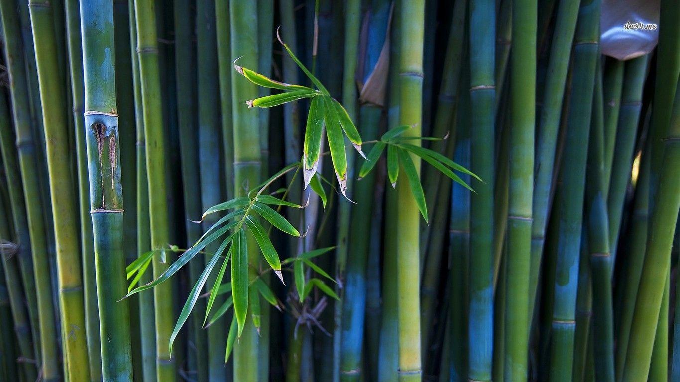 Bamboo Wallpaper 27 - [1920x1080]