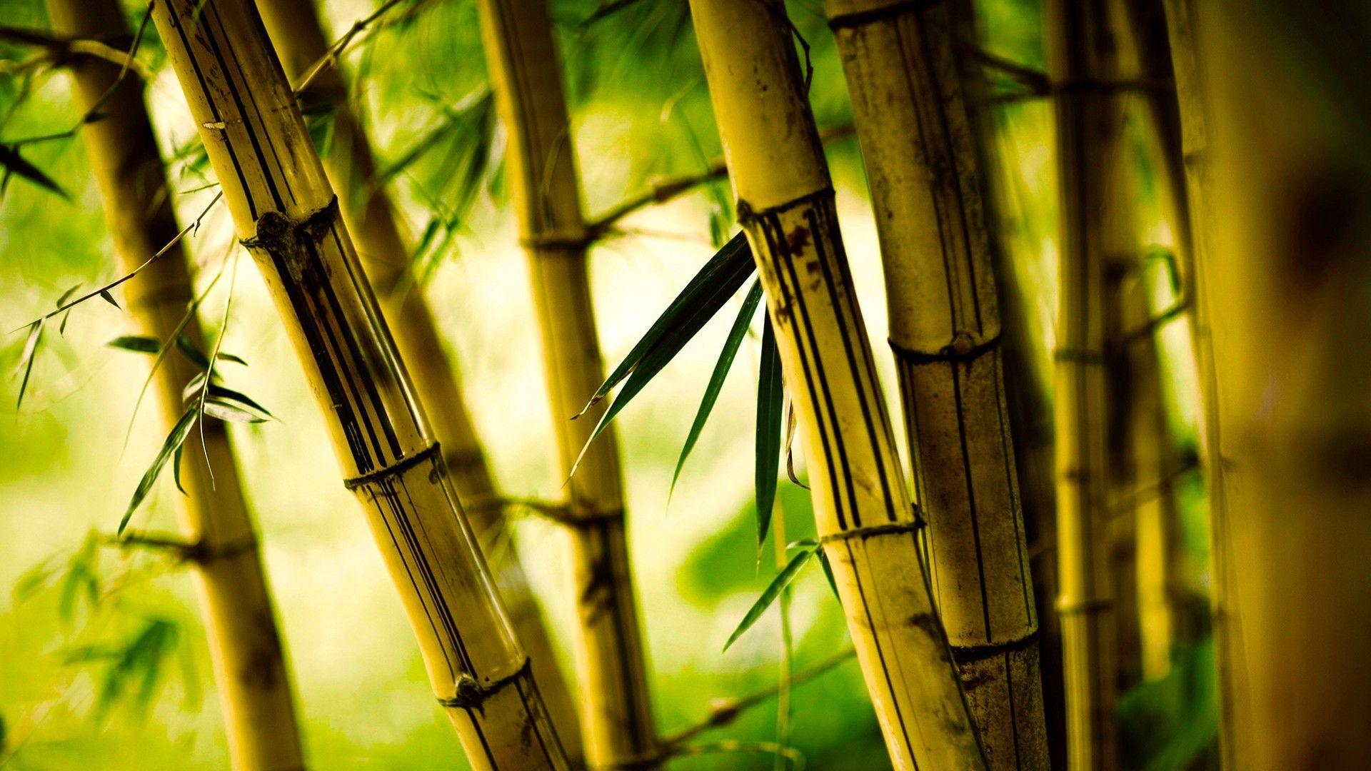 Bamboo Wallpaper 13 X 1080